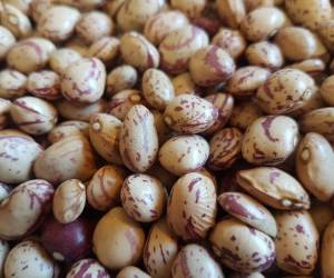 لوبیا چیتی