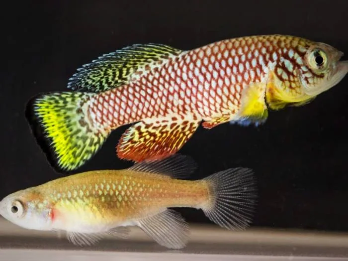 داروی جلوگیری از پیری ماهی آفریقایی ماهی آفریقایی