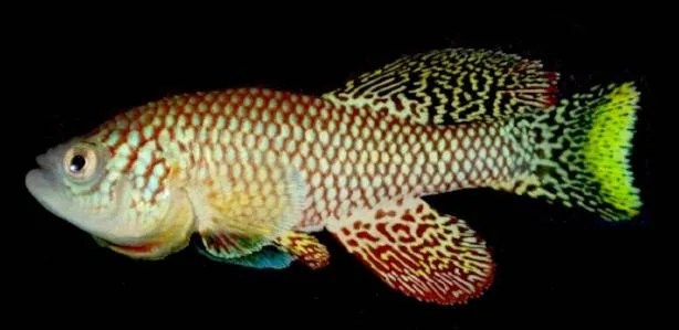 یک ماهی برای جلوگیری پیری یک داروی ضد پیری