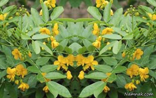گیاه سنا چه خواصی دارد؟ گیاه سنا