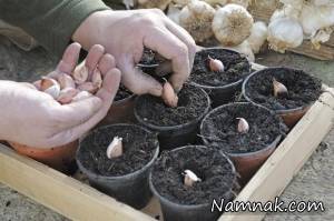 کاشت سیر ، نحوه کاشت سیر