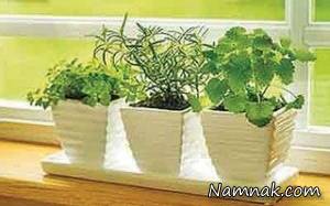 گیاهان پژمرده ، گیاهان آپارتمانی