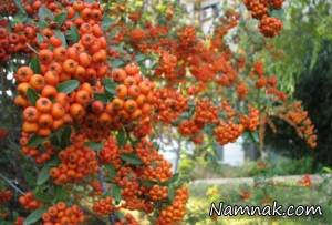 خواص زالزالک ، زالزالک