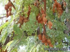 تمر هندی