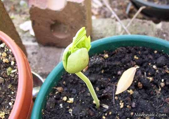 آموززش کاشت و پرورش تمر هندی tamarind
