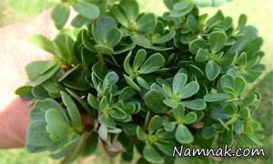 خرفه ، گیاه خرفه