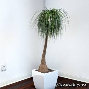 لیندا ، گیاه لیندا