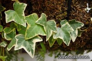 ivy ، عشقه