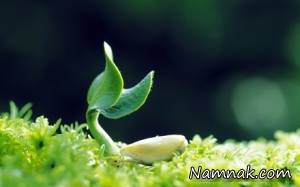 گیاهان ، کاکتوس