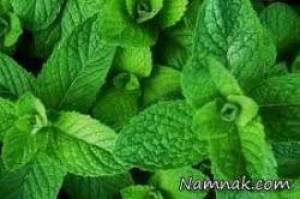 نعناع ، نعنا