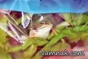 قورباغه ، جالب