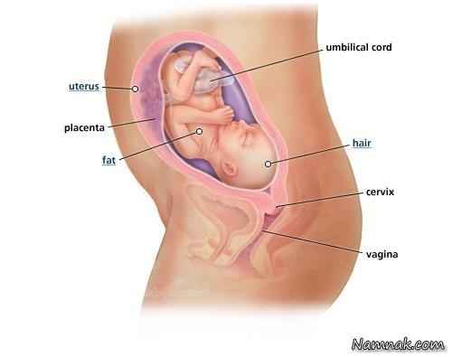 جنین در شکم مادر ، هفته 25ام بارداری ، هفته بیست و پنجم بارداری