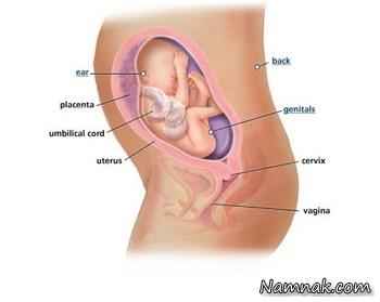 عکس جنین در هفته بیست و ششم  ، بارداری هفته 26 ، هفته 26 حاملگی