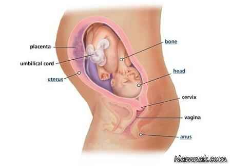 جنین در هفته بیست و نهم ، حاملگی ، بارداری هفته 29