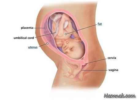 جنین در رحم مادر ، حاملگی هفته به هفته ، بارداری
