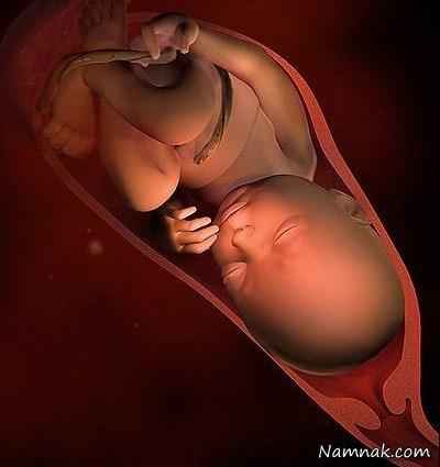 جنین در هفته 32 ، بارداری هفته به هفته ، هفته سی و دوم بارداری