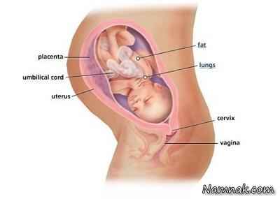تصویر جنین در هفته 34 ام بارداری ، جنین ، زایمان زنان