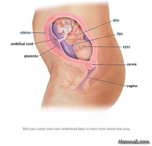 جنین در شکم مادر ، بارداری ، هفته 22 بارداری