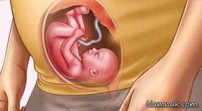 جنین در شکم مادر ، بارداری هفته به هفته ، بارداری