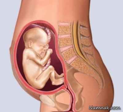 جنین در شکم مادر