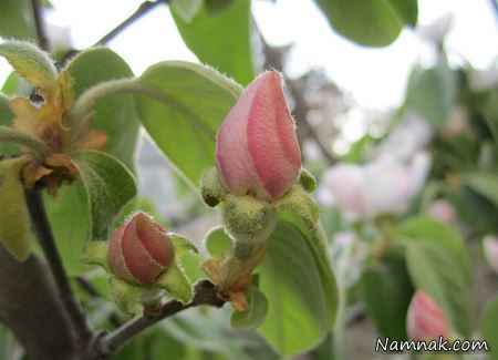 درمان افسردگی میوه ضد سرطان شکوفه به