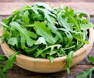 گیاه منداب ، خواص دارویی گیاه منداب