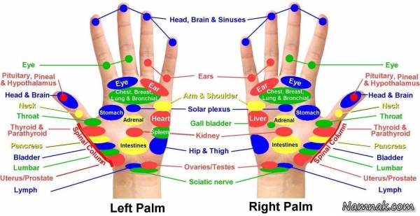hand reflexology chart 