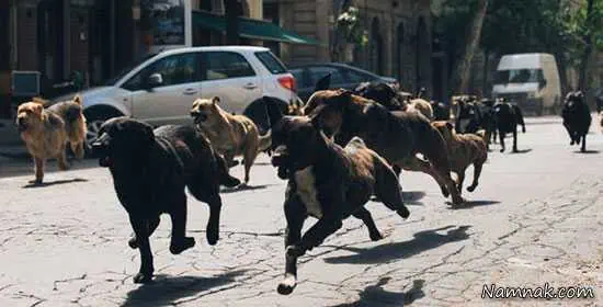 برترین فیلم های سال 2015 White God