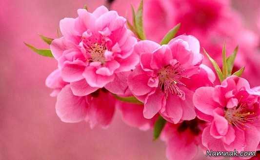 عکسهای زیبای بهار ،  بهار ، عید نوروز