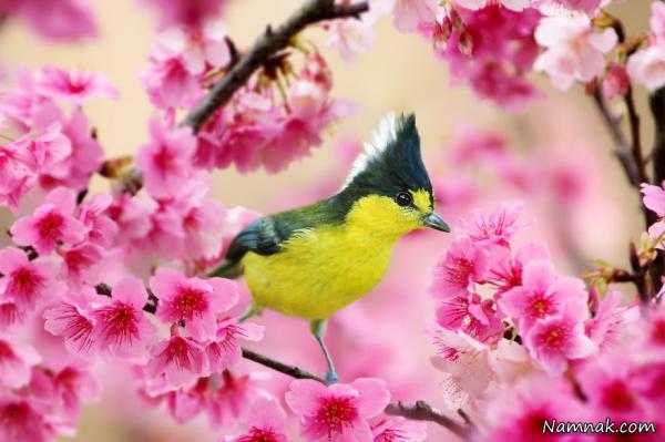 بهار ، شعرهای خواندنی و زیبا ، ملک الشعرای بهار