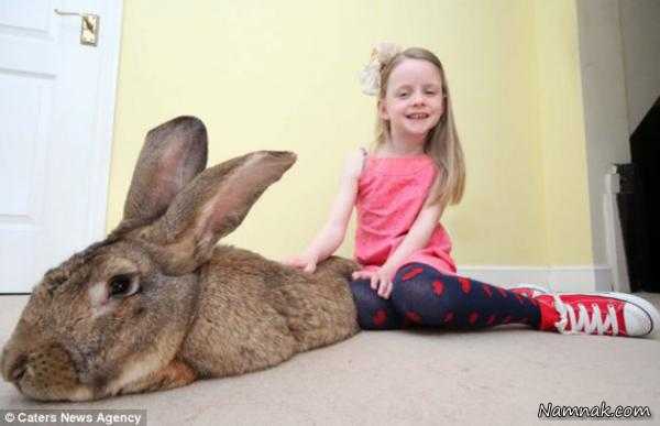 بزرگترین خرگوش دنیا