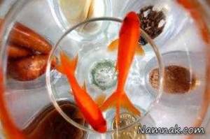 ماهی قرمز ، وروز