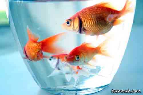 ماهی قرمز ، وروز ، محیط زیست