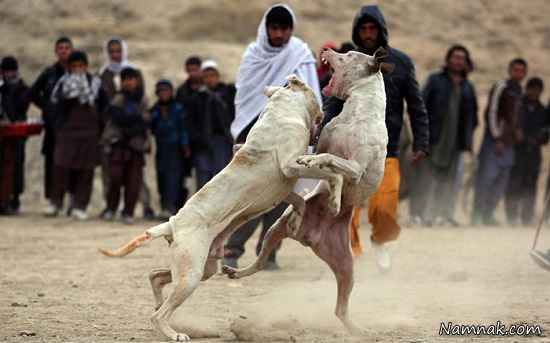 جنگ سگ های افغانی