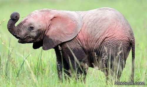 فیل با رنگ عجیب