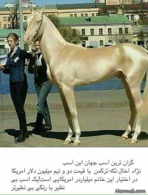 قیمت گرانترین اسب دنیا