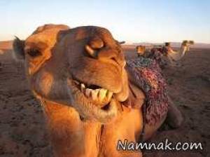 چفتک ، جفتک زدن