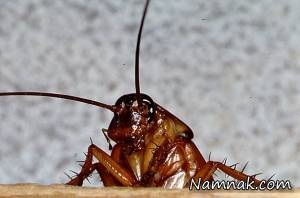 سوسک ، فواید سوسک