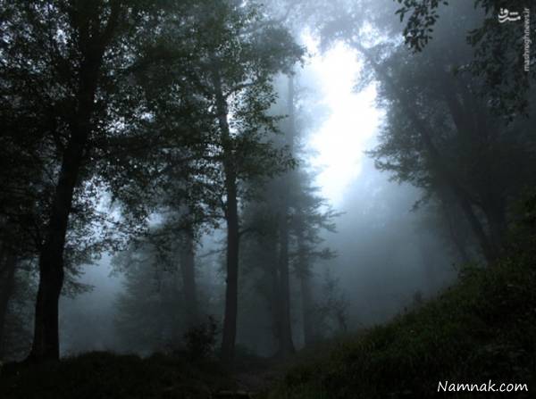 زیباترین جنگل رامسر