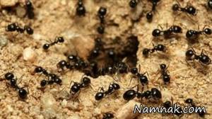 مورچه ها ، وزن مورچه