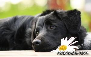 سگ ، بره