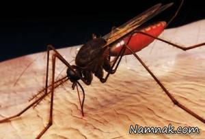 حشرات ، گروه خونی مورد علاقه پشه ها
