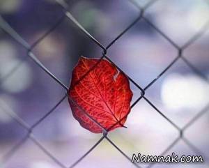 جملات بزرگان ، عکس نوشته
