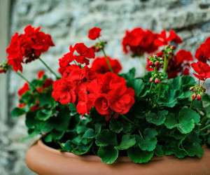 geraniums ، شمعدانی