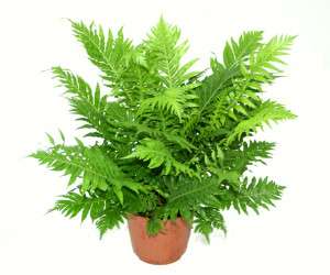 سرخس ، گیاه سرخس