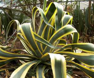 century plant ، آگاو
