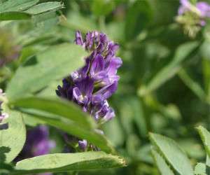 alfalfa ، یونجه