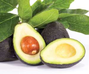 نگهداری آواکادو ، طرز نگهداری آووکادو