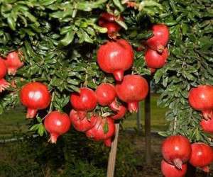 درخت انار ، طریقه کاشت انار در گلدان