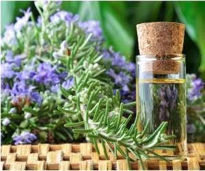 گیاهان خوراکی ، پرورش سبزیجات
